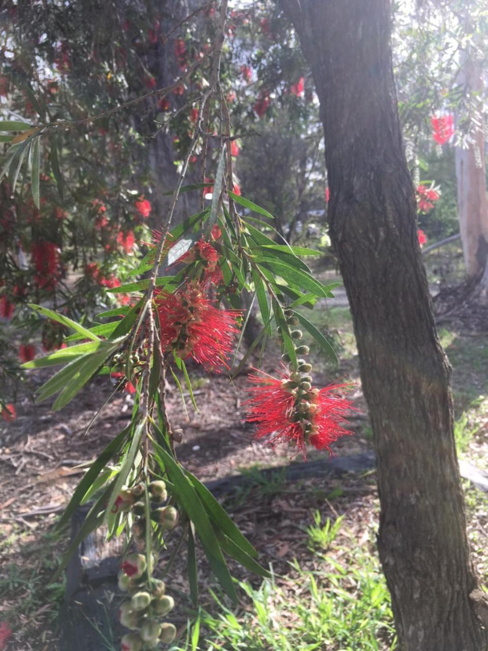 Hunter Valley Retreat Quorrobolong المظهر الخارجي الصورة